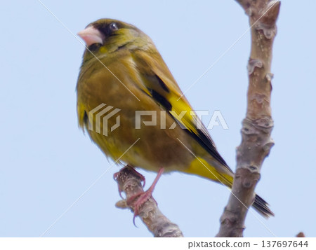 Oriental Greenfinch perched on a branch; a winter bird. 137697644