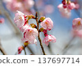 Kawazu cherry blossoms against the blue sky 137697714