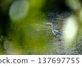 A grey heron leisurely strolls across the water's surface, reflecting the fresh green leaves. 137697755