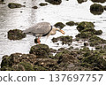A heron caught a small pufferfish. 137697757