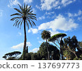 Palm trees, pines, various trees, and an old streetlamp in the green of a Southern European city. 137697773