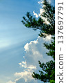 A cloudy blue sky and pine trees 137697791