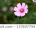 Pink cosmos flowers blooming in autumn flower bed 137697794
