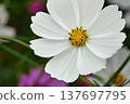White cosmos flowers 137697795