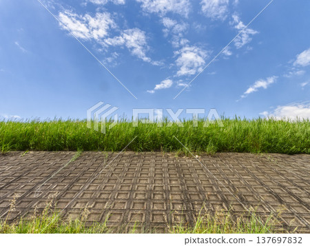The embankment is covered in blue sky and fresh greenery. 137697832