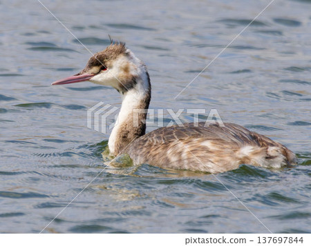 鳳頭䴙䴘在水面上游泳;一種冬季水鳥。 鳳頭䴙䴘在水面上游泳;一種冬季水鳥。 137697844
