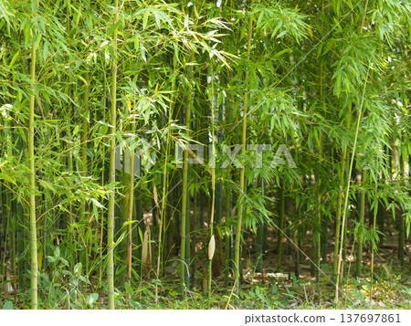 A bamboo grove where small bamboo stalks grow A bamboo grove where small bamboo stalks grow 137697861