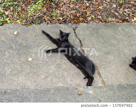 一隻黑貓躺著放鬆。 一隻黑貓躺著放鬆。 137697982