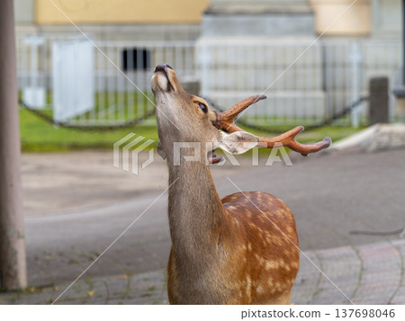 A male deer in Nara Park looking upwards A male deer in Nara Park looking upwards 137698046