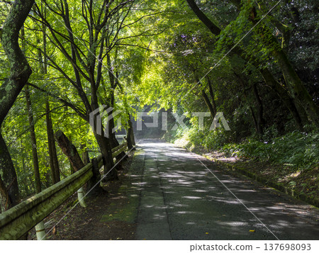 Scenery of a mountain path covered in fresh greenery Scenery of a mountain path covered in fresh greenery 137698093