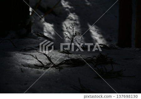 The silhouettes of plants standing in a snow-covered winter landscape, creating a tranquil scene. The silhouettes of plants standing in a snow-covered winter landscape, creating a tranquil scene. 137698130
