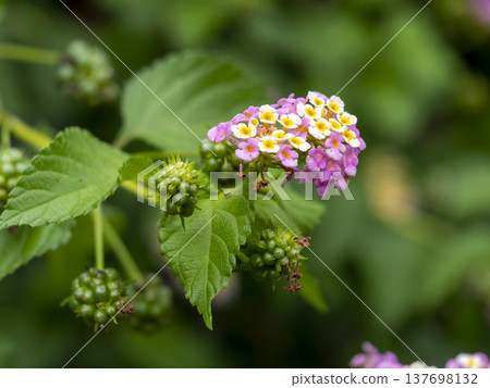 Lantana flowers blooming in the mountains Lantana flowers blooming in the mountains 137698132