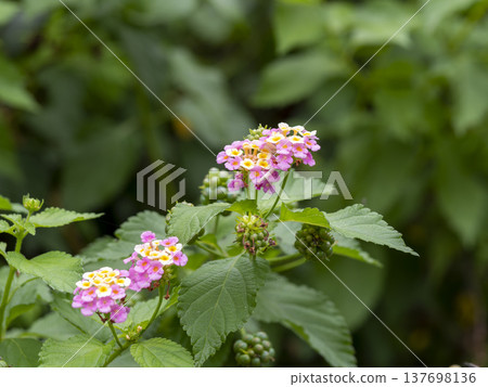 Lantana flowers blooming in the mountains Lantana flowers blooming in the mountains 137698136