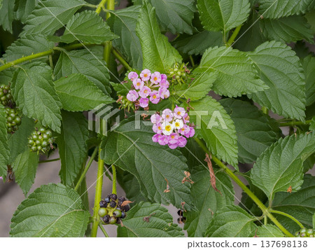Lantana flowers blooming in the mountains Lantana flowers blooming in the mountains 137698138