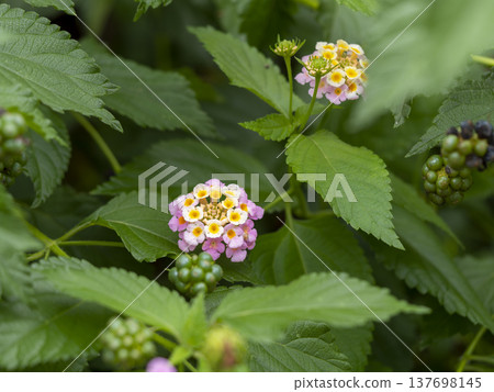 山間盛開的馬纓丹花 山間盛開的馬纓丹花 137698145