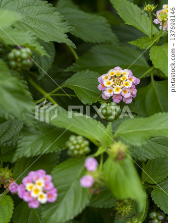 Lantana flowers blooming in the mountains 137698146