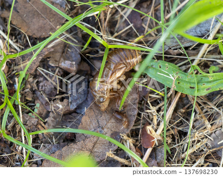 A cicada larva's exoskeleton that fell to the ground. 137698230