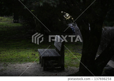 A quiet bench nestled in the shade of a tree, a peaceful and healing park scene. 137698258