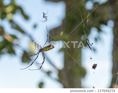 Nephila clavata that builds a spider's nest 137698259