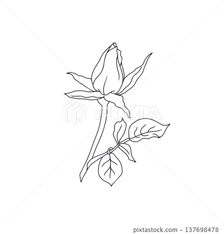 Hand drawn black and white line art rose flower isolated on white background Hand drawn black and white line art rose flower isolated on white background 137698478