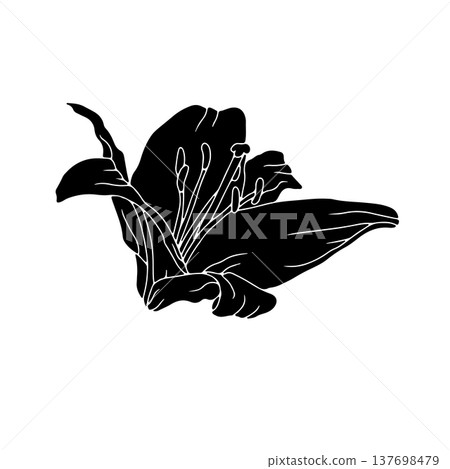Hand drawn black silhouette of lily bloom linocut. Monochrome birth month May flower Hand drawn black silhouette of lily bloom linocut. Monochrome birth month May flower 137698479