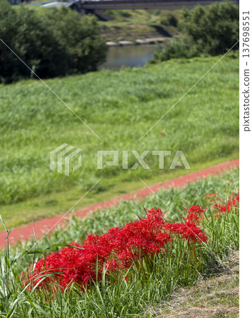 奈良縣大和川沿岸盛開的蜘蛛百合 奈良縣大和川沿岸盛開的蜘蛛百合 137698551