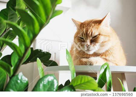 Sleepy domestic cat relaxing indoors surrounded by fresh foliage Sleepy domestic cat relaxing indoors surrounded by fresh foliage 137698560