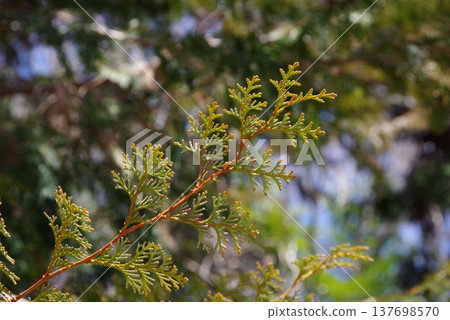 Cypress leaves (image of cypress pollen) 137698570