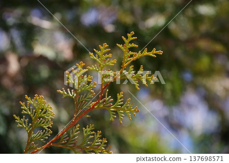 柏樹葉(柏樹花粉圖片) 柏樹葉(柏樹花粉圖片) 137698571