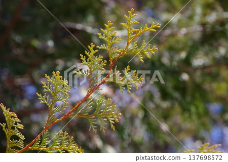 柏樹葉(柏樹花粉圖片) 柏樹葉(柏樹花粉圖片) 137698572