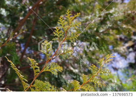 柏樹葉(柏樹花粉圖片) 柏樹葉(柏樹花粉圖片) 137698573
