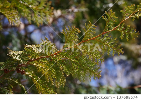 柏樹葉(柏樹花粉圖片) 柏樹葉(柏樹花粉圖片) 137698574