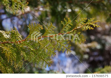 柏樹葉（柏樹花粉圖片） 137698575