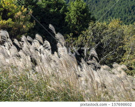 Pampas grass fluttering in the wind Pampas grass fluttering in the wind 137698602