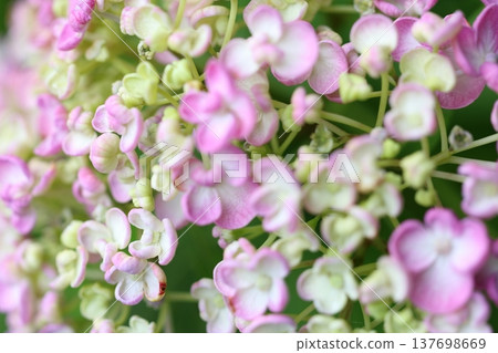 可愛的繡球花瓣 可愛的繡球花瓣 137698669