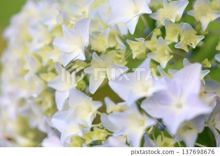 Cute hydrangea petals 137698676