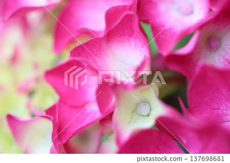 可愛的繡球花瓣 可愛的繡球花瓣 137698681