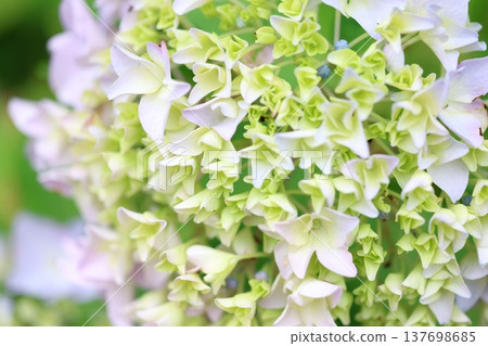 可愛的繡球花瓣 137698685