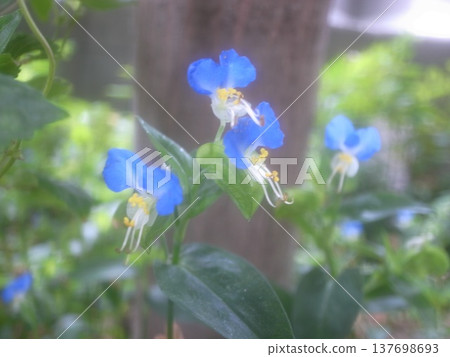 鴨蹠草 鴨蹠草 137698693
