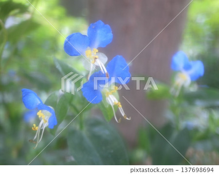 鴨蹠草 137698694
