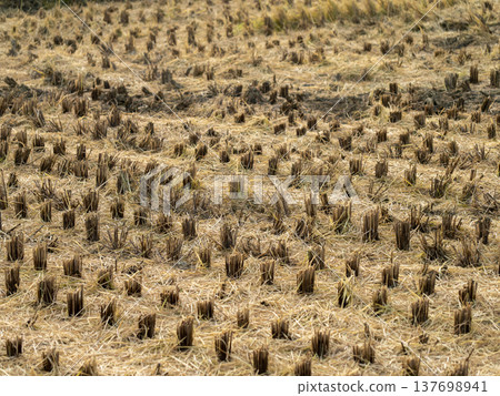 A scene of rice fields after the harvest. 137698941