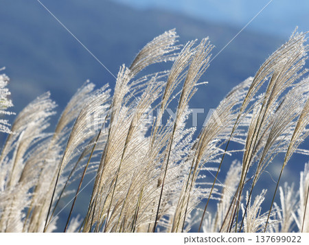Japanese pampas grass on the Soni Highlands swaying in the wind 137699022