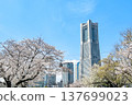 The scenery of Minato Mirai in full bloom of spring 137699023