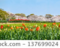 Bright orange tulips and cherry blossoms in the distance 137699024