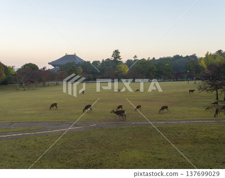 奈良公園春日野公園和秋天的鹿 奈良公園春日野公園和秋天的鹿 137699029