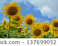 向日葵仰望夏日的天空 137699052