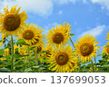 向日葵仰望夏日的天空 137699053