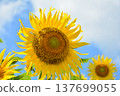 向日葵仰望夏日的天空 137699055