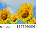 向日葵仰望夏日的天空 137699056