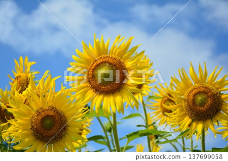 Sunflower looking up at the summer sky 137699058